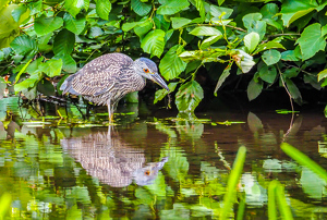 Juvenile Night Heron - Photo by Marylou Lavoie