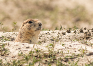 Keeping an Eye Out - Photo by Grace Yoder