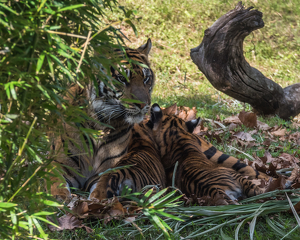 Keeping watch while her cubs nap - Photo by Lorraine Cosgrove