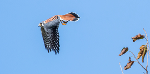 Kestrel in Flight - Photo by Libby Lord