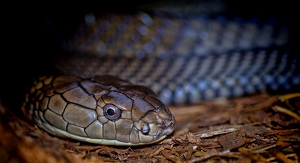 King Cobra - Photo by Richard Busch