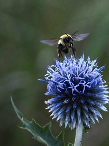 Class B 2nd: King of the Globe Thistle by Quyen Phan