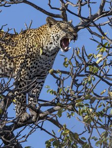 King of the Treetops - Photo by Nancy Schumann