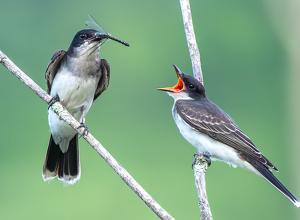 Kingbird feeding fledgling - Photo by Libby Lord