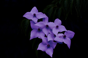 Class A 1st: Kousa Dogwood Flowers by Ian Veitzer