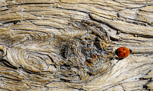 Lady Bug Crossing - Photo by Jim Patrina