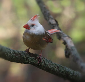 Lady Cardinal - Photo by Richard Busch