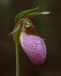 Lady Slipper - Photo by Bill Latournes