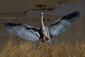 Class B HM: Landing Zone by Jeff Levesque