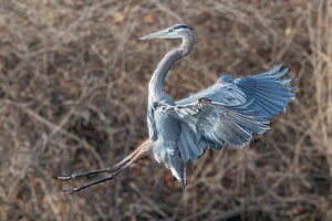 Landing! - Photo by Marylou Lavoie