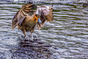 Landing - Photo by Frank Zaremba MNEC