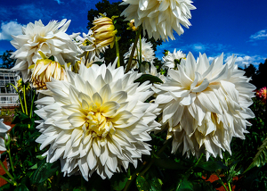 Large Dahlias - Photo by Frank Zaremba MNEC