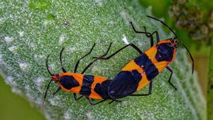 Salon HM: Large Milkweed Bugs Mating by John McGarry