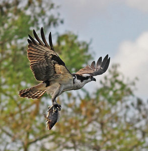 Last meal of the day - Photo by Ron Thomas