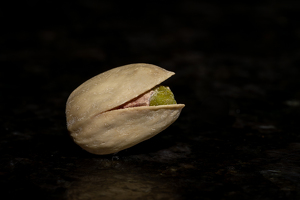 Last Nut Standing - Photo by Alison Wilcox