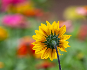 Late Summer Floral - Photo by Marylou Lavoie