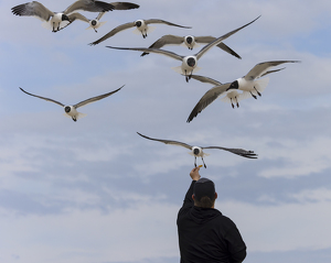 Laughing Gull Feeding Frenzy - Photo by Nancy Schumann