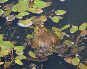 Lazy Days - Photo by Harold Grimes