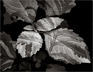 Leaf Light Play - Photo by Eric Lohse