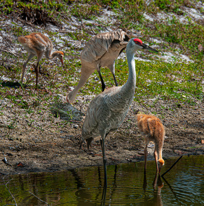 Learning to Forage - Photo by Linda Fickinger