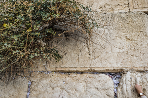 Leaving A Message To God At The Wailing Wall - Photo by Louis Arthur Norton