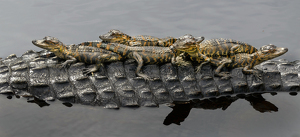 Lefty's Babies - Photo by Susan Case