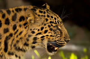 Class A HM: Leopard In Profile by Ian Veitzer