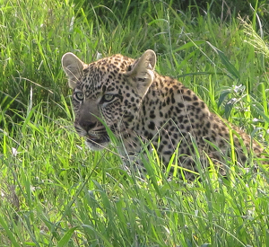 Class A 2nd: Leopard in the Grass by Louis Arthur Norton