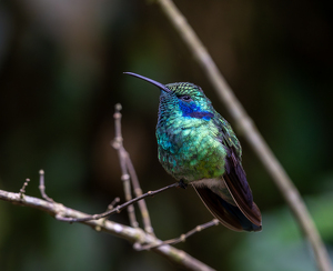 Class B HM: Lesser violetear by Alison Wilcox