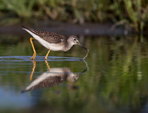 Lesser Yellowlegs looking for breakfast - Photo by Nancy Schumann