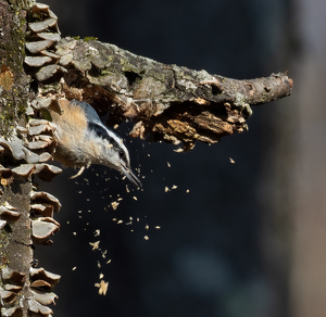 Let The Chips Fall Where They May - Photo by Bob Ferrante