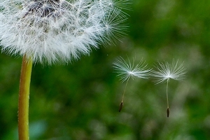 Letting Go - Photo by Quyen Phan