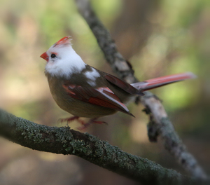 Leucistic Northern Cardinal "Hop" - Photo by Richard Busch