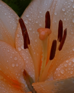 Lilley After the Rain - Photo by Bill Latournes