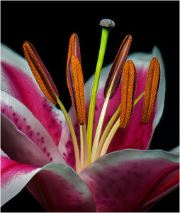 Lily by Bert Sirkin