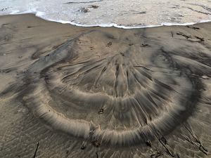 Lines in the Sand - Photo by Bill Latournes