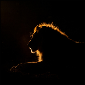 Lion at Night by Nancy Schumann