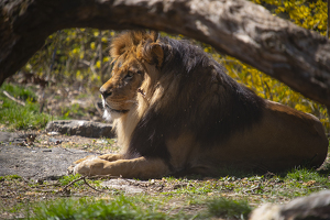 Lion - Photo by Richard Busch