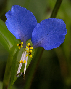 Little Blue Flower - Photo by Bill Latournes