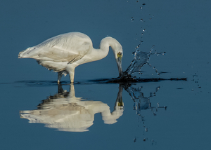 Little Blue Reflections by Libby Lord