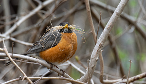 Little Time To Rest - Photo by Marylou Lavoie