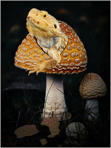 Lizard Hatching from a Magic Mushroom - Photo by Frank Zaremba MNEC