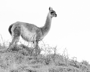 Lone Guanaco - Photo by Quannah Leonard