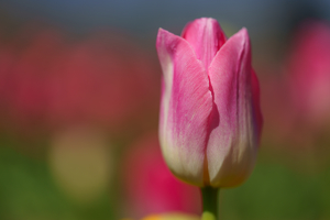 Lone Tulip - Photo by Jeff Levesque