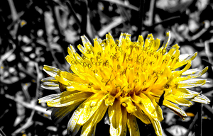 Lonesome Dandilion - Photo by Jim Patrina