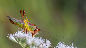 Long Horn Grasshopper - Photo by Frank Zaremba MNEC