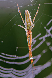 Long Jawed Orb Weaver - Photo by John McGarry