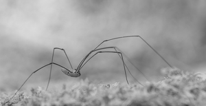 Long Strides of the Harvestman - Photo by Bob Ferrante