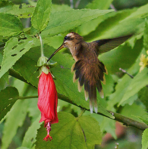 Long-billed Hermit - Photo by Ben Skaught