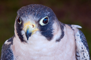 Look Deeply Into My Eyes - Photo by Bill Payne